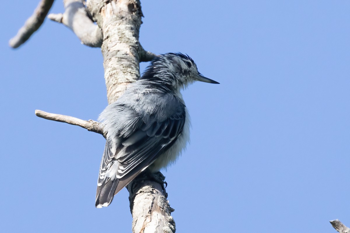 White-breasted Nuthatch - ML638014884