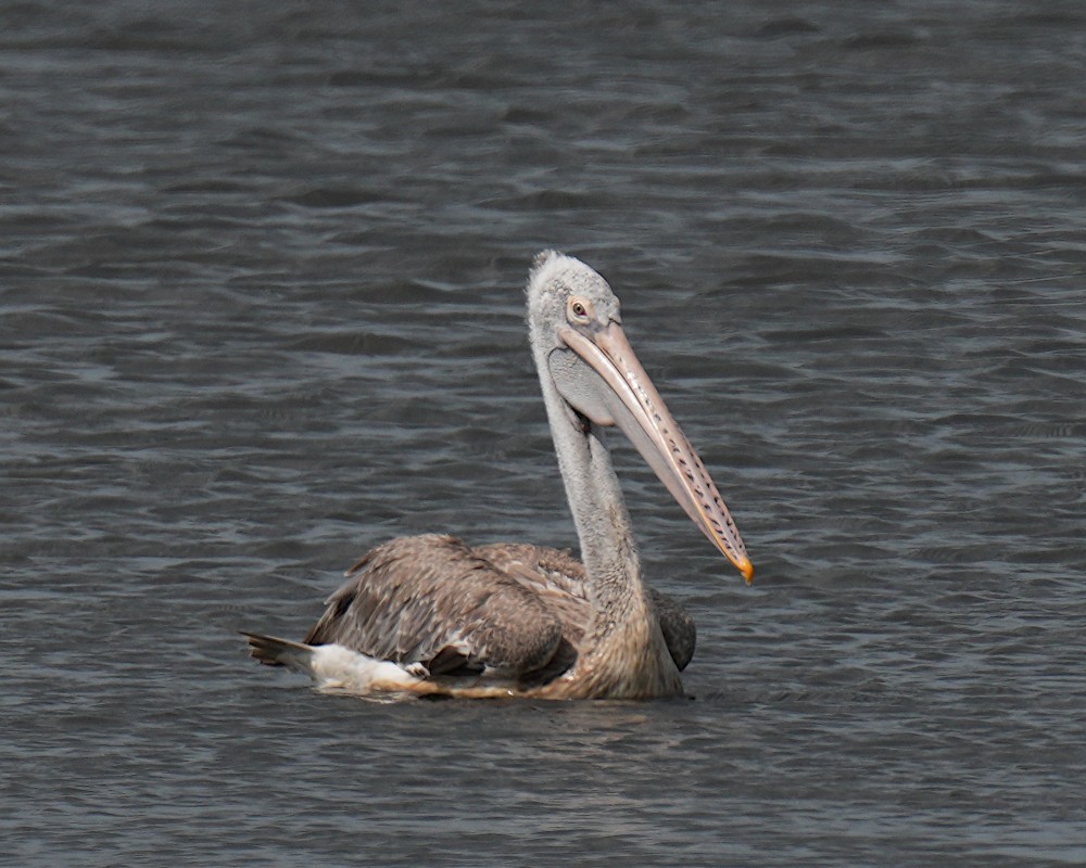 Spot-billed Pelican - ML638014897