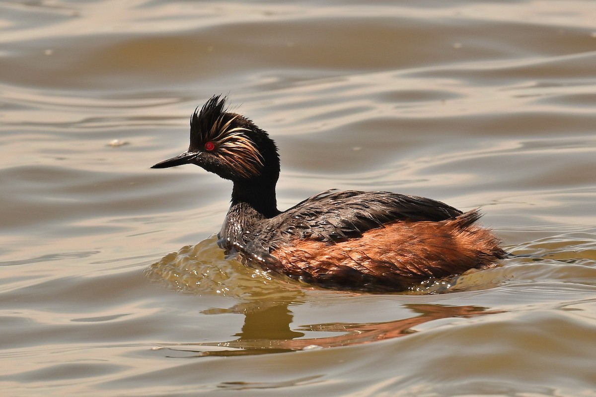 Eared Grebe - ML638014950