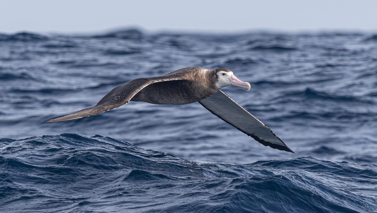 Snowy Albatross - ML638014989