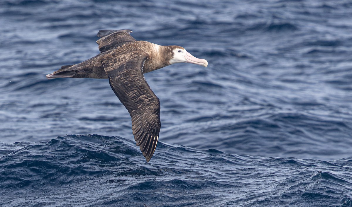 Snowy Albatross - ML638014990