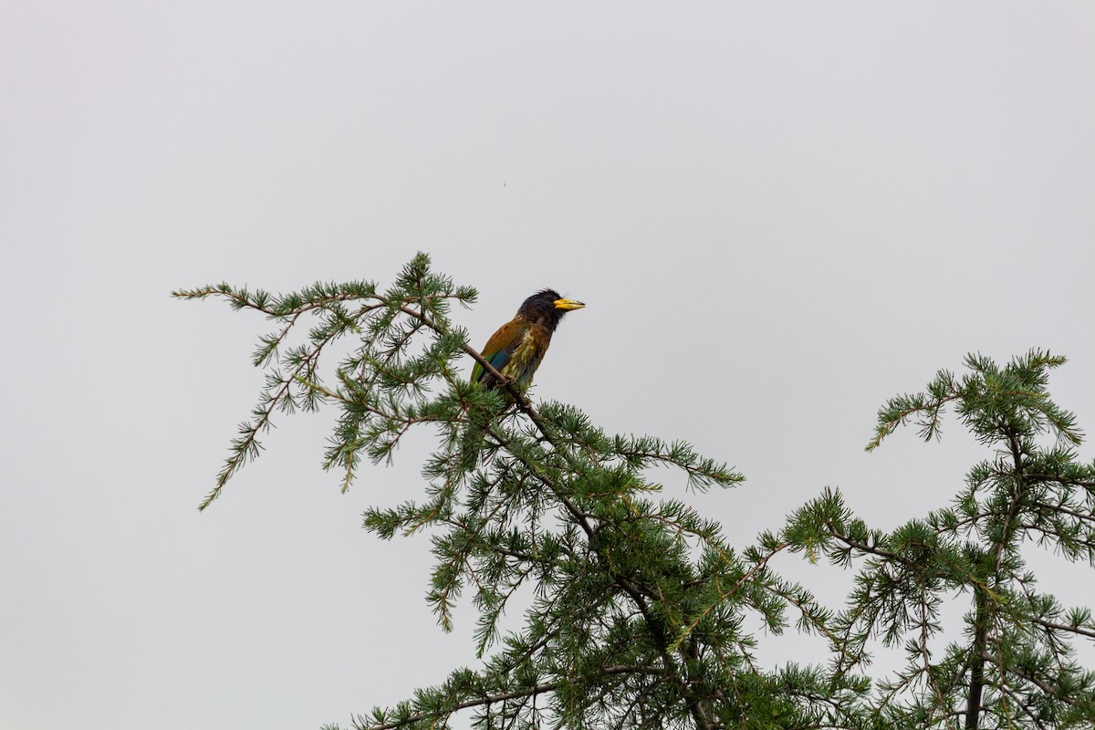 Great Barbet - ML638015034