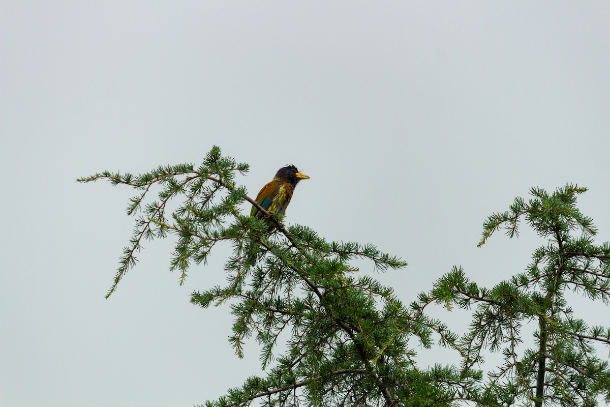 Great Barbet - ML638015035