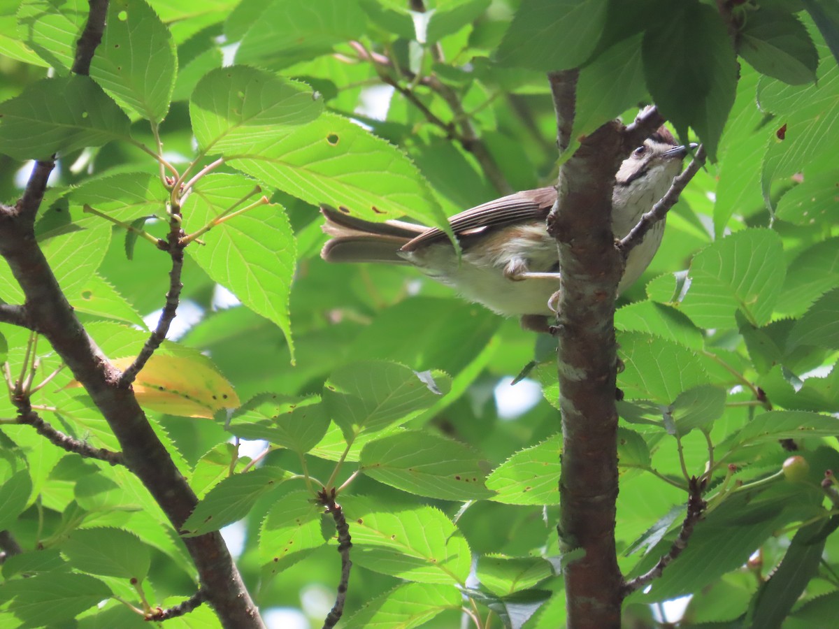 Taiwan Yuhina - ML638015068