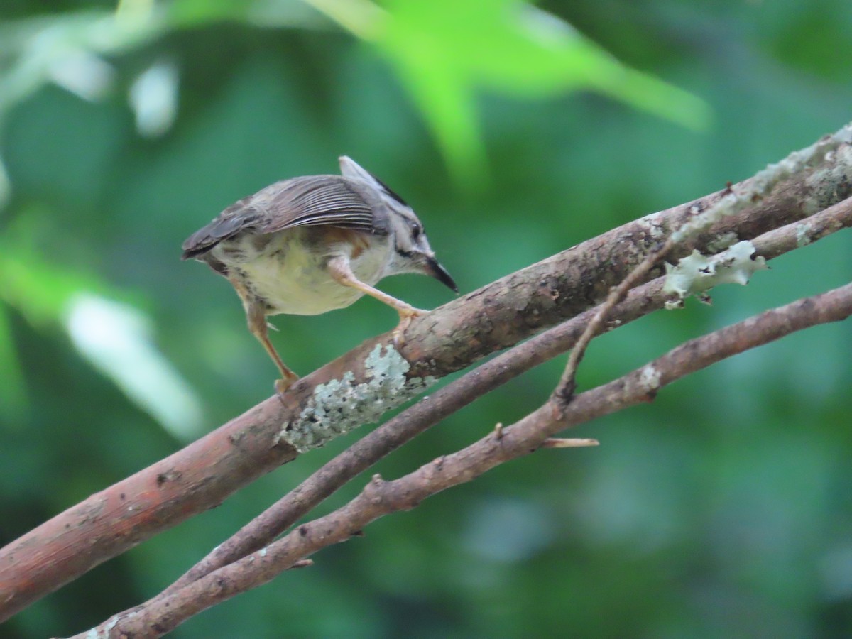 Taiwan Yuhina - ML638015073