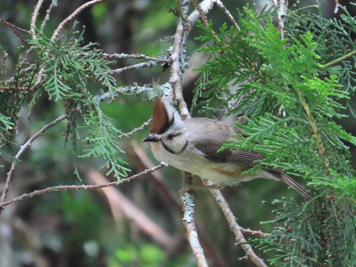 Taiwan Yuhina - ML638015080