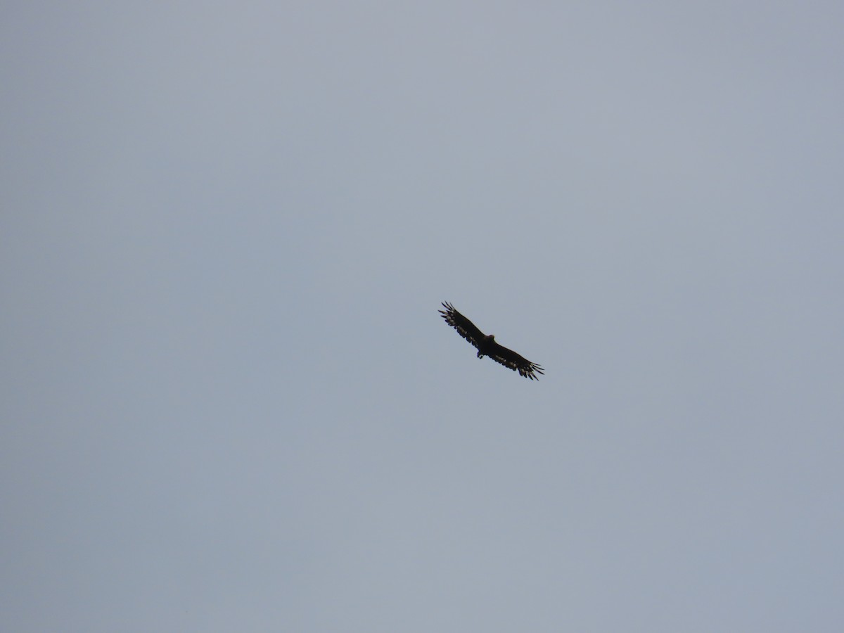 Crested Serpent-Eagle - ML638015087