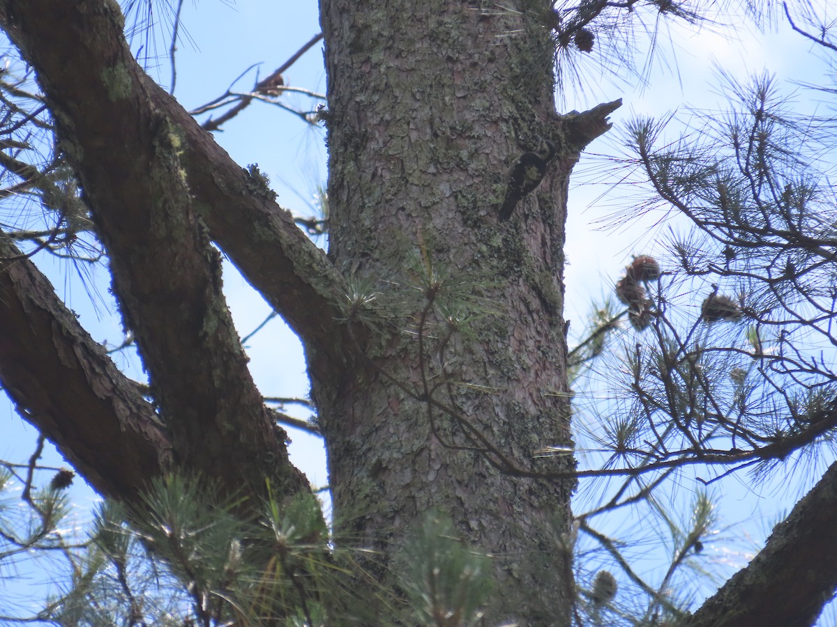 Gray-capped Pygmy Woodpecker - ML638015101