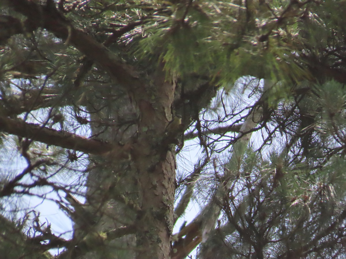 Eurasian Nuthatch - ML638015104