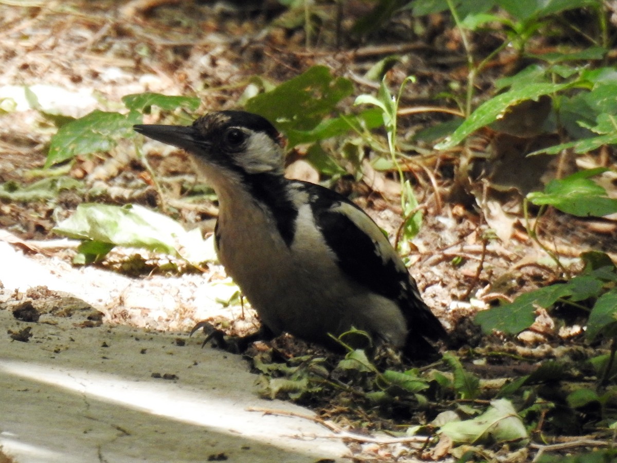Syrian Woodpecker - ML638015110