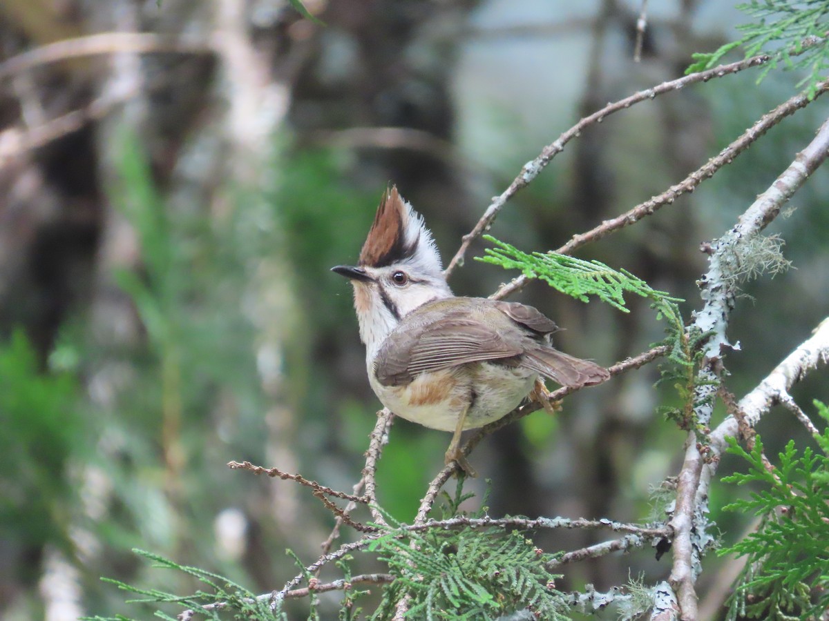 Taiwan Yuhina - ML638015113