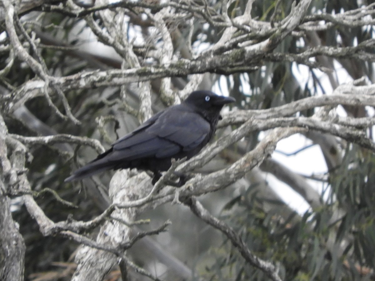 Little Raven - ML638015118