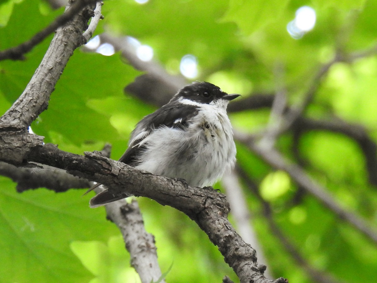 Semicollared Flycatcher - ML638015128