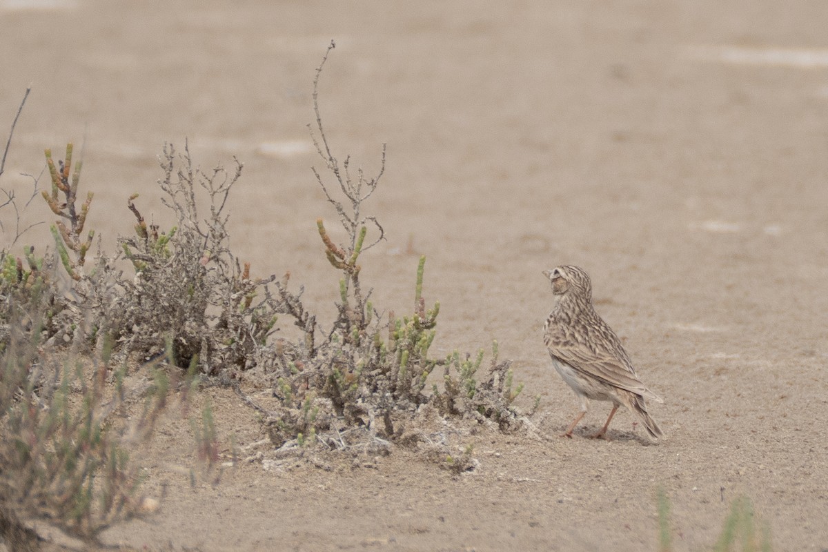 Mediterranean Short-toed Lark - ML638015142