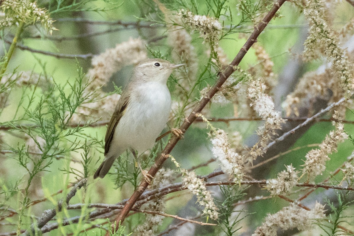 Western Bonelli's Warbler - ML638015240