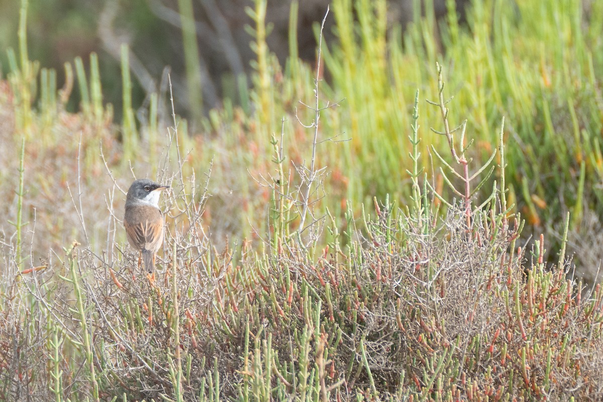 Spectacled Warbler - ML638015262