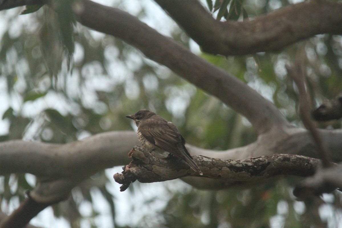Sahul Cicadabird - ML638015324