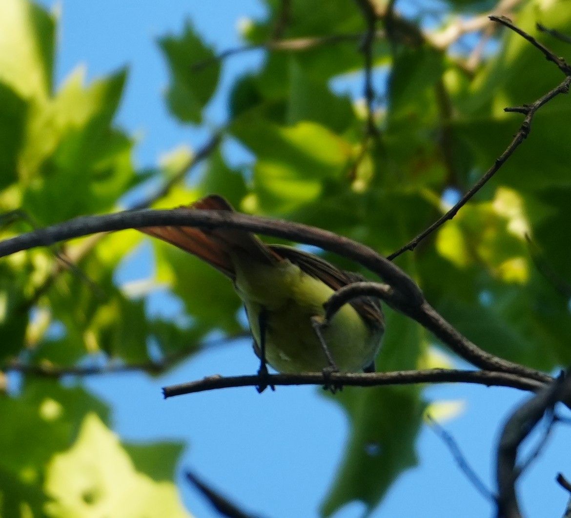 Great Crested Flycatcher - ML638015326
