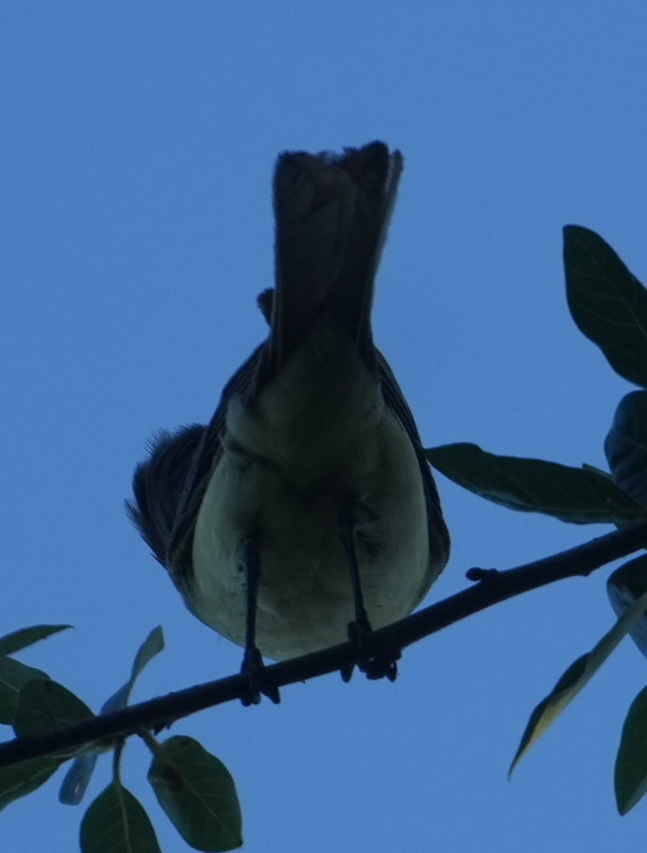 Great Crested Flycatcher - ML638015327