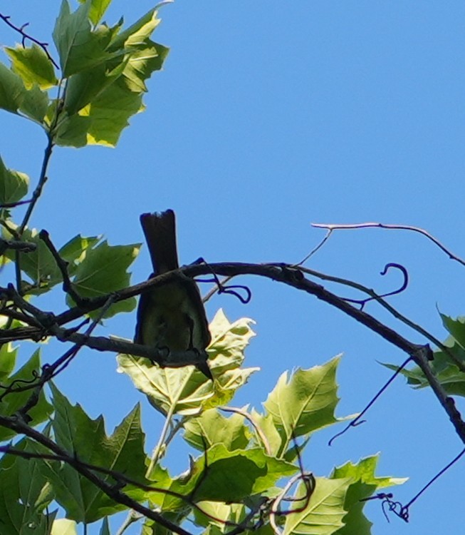 Great Crested Flycatcher - ML638015328