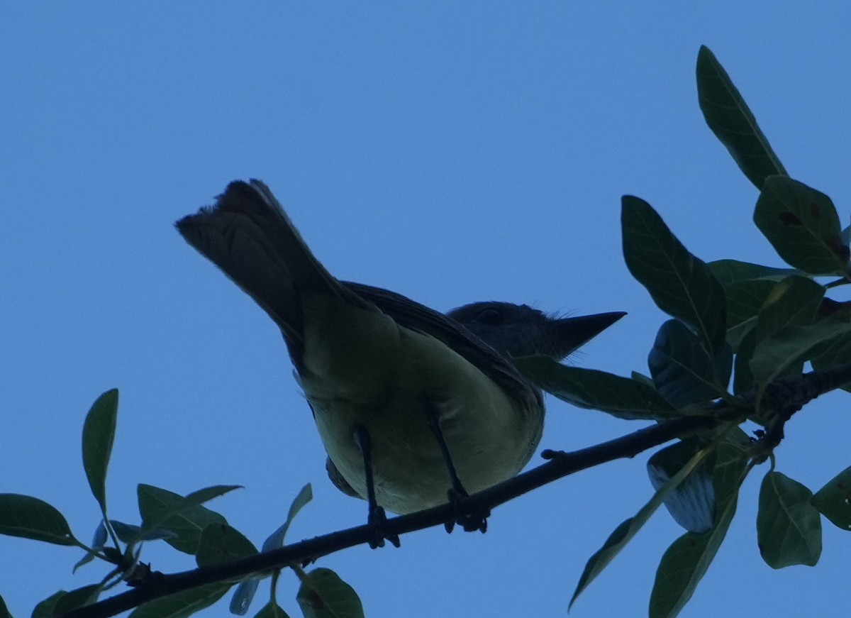 Great Crested Flycatcher - ML638015329