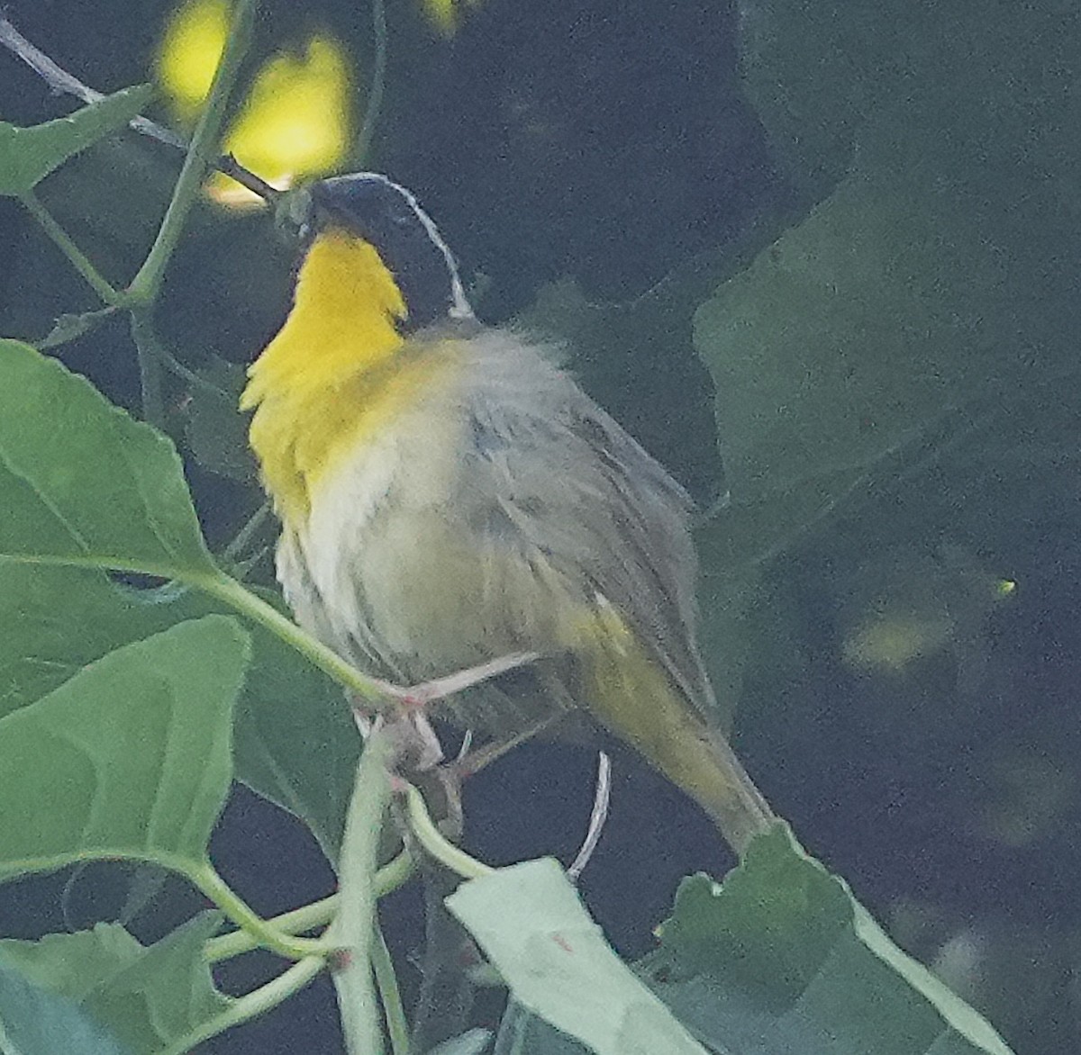 Common Yellowthroat - ML638015335