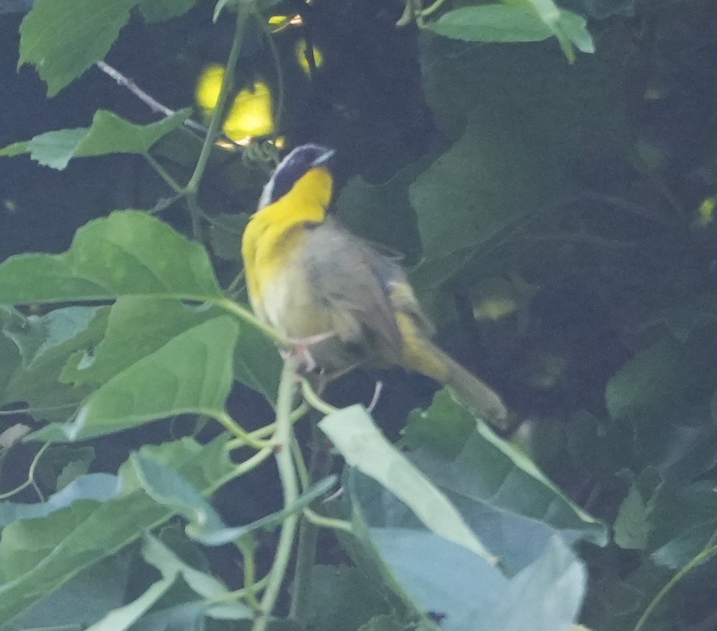 Common Yellowthroat - ML638015336