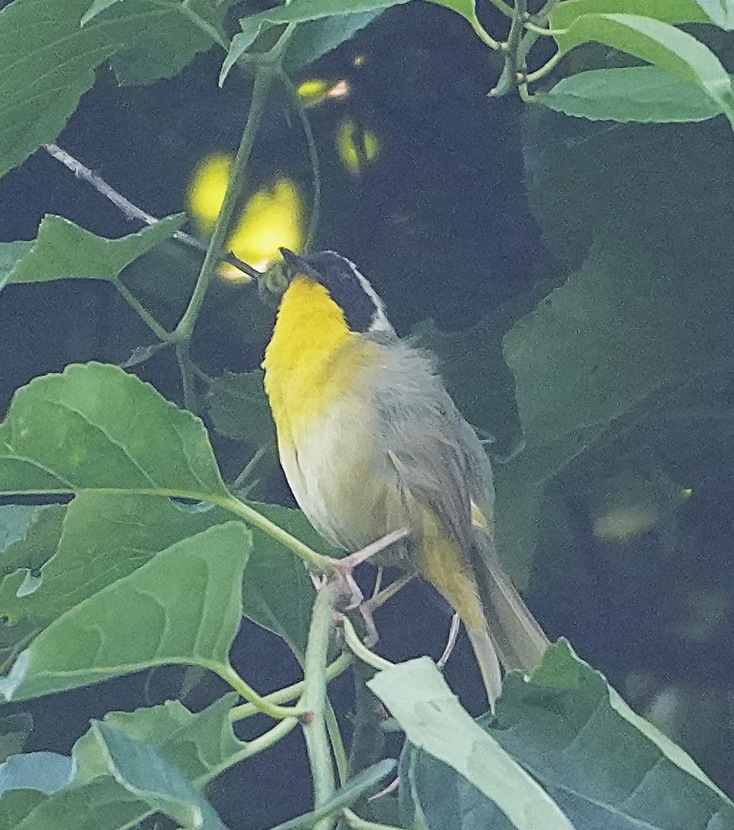 Common Yellowthroat - ML638015337