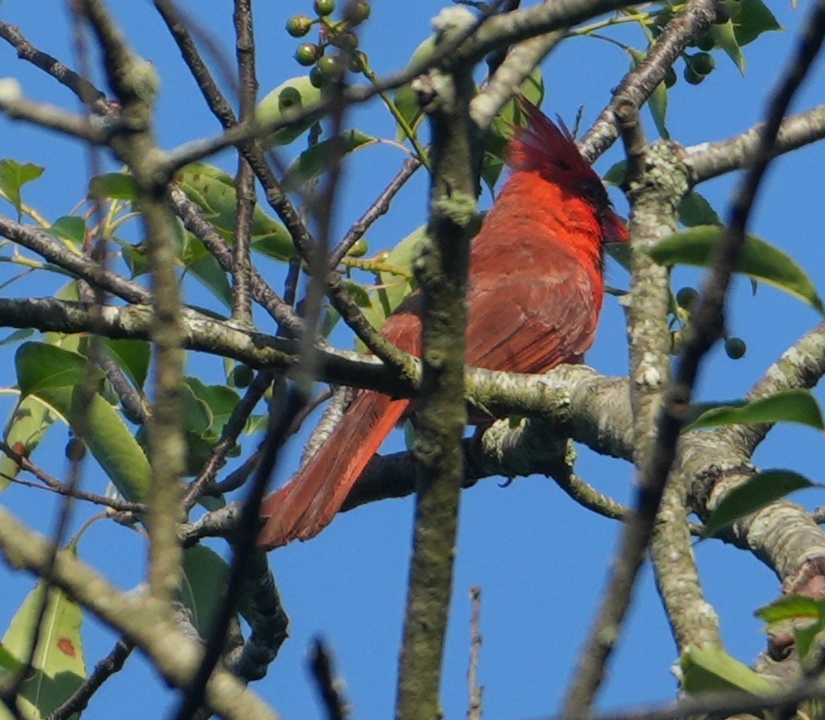 Northern Cardinal - ML638015339