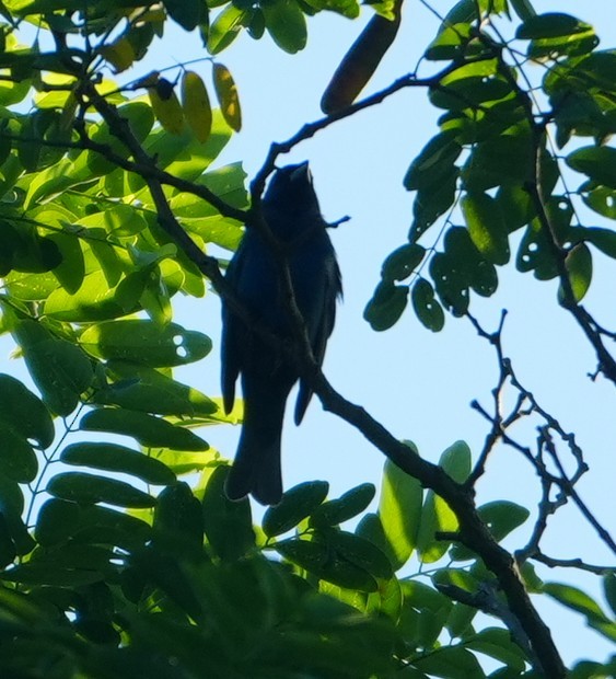 Indigo Bunting - ML638015343