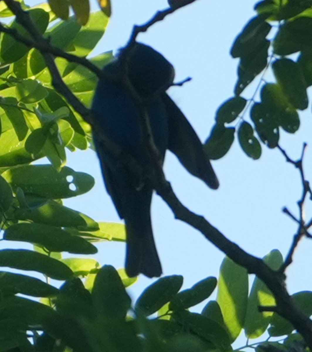 Indigo Bunting - ML638015344