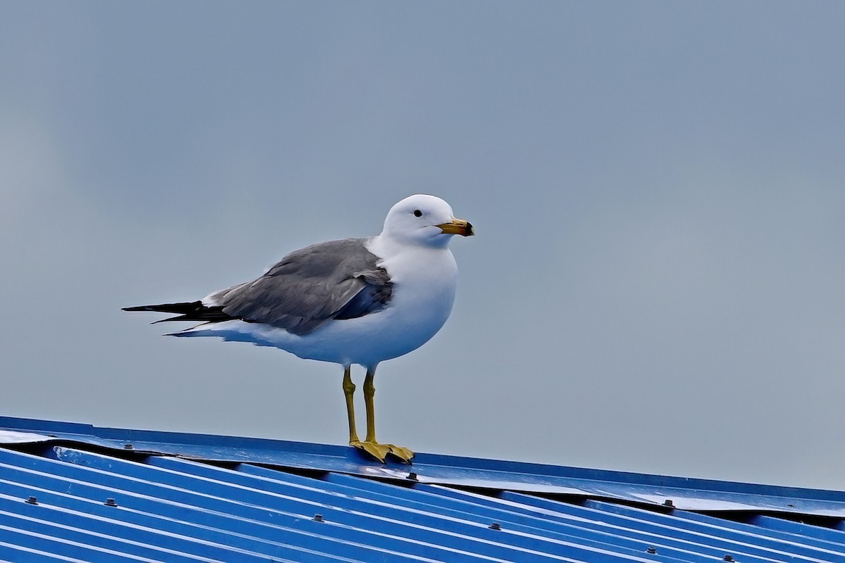 Armenian Gull - ML638015424