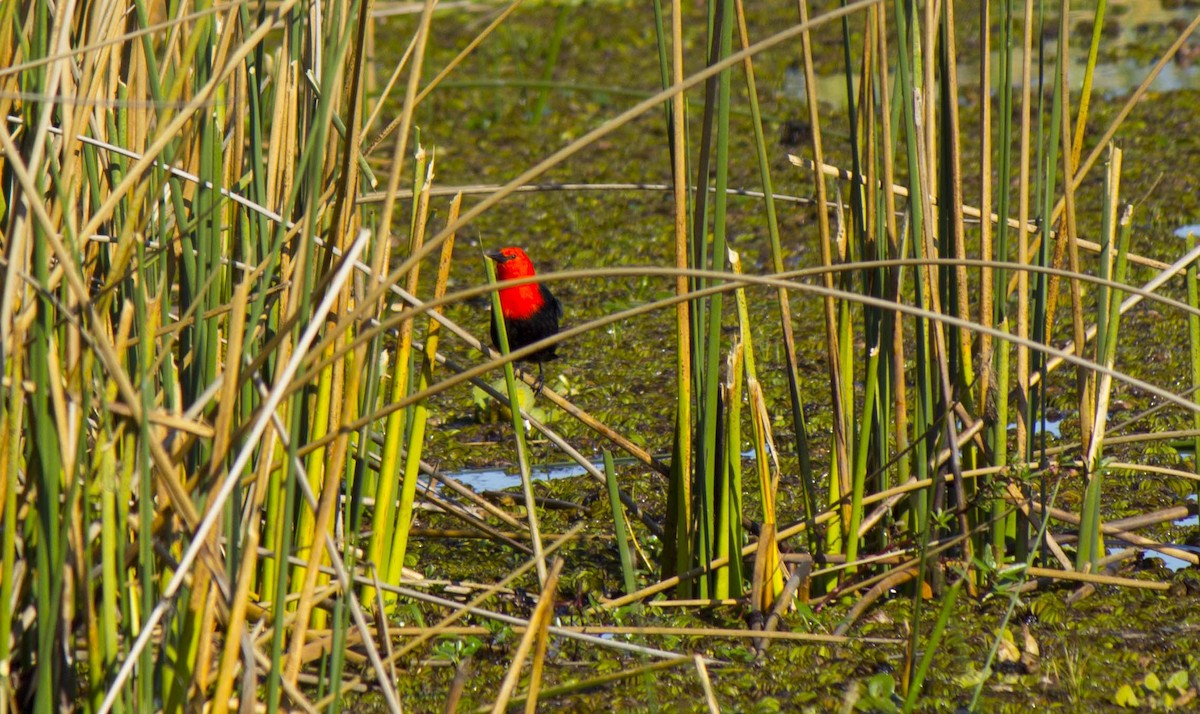 Scarlet-headed Blackbird - ML638015442