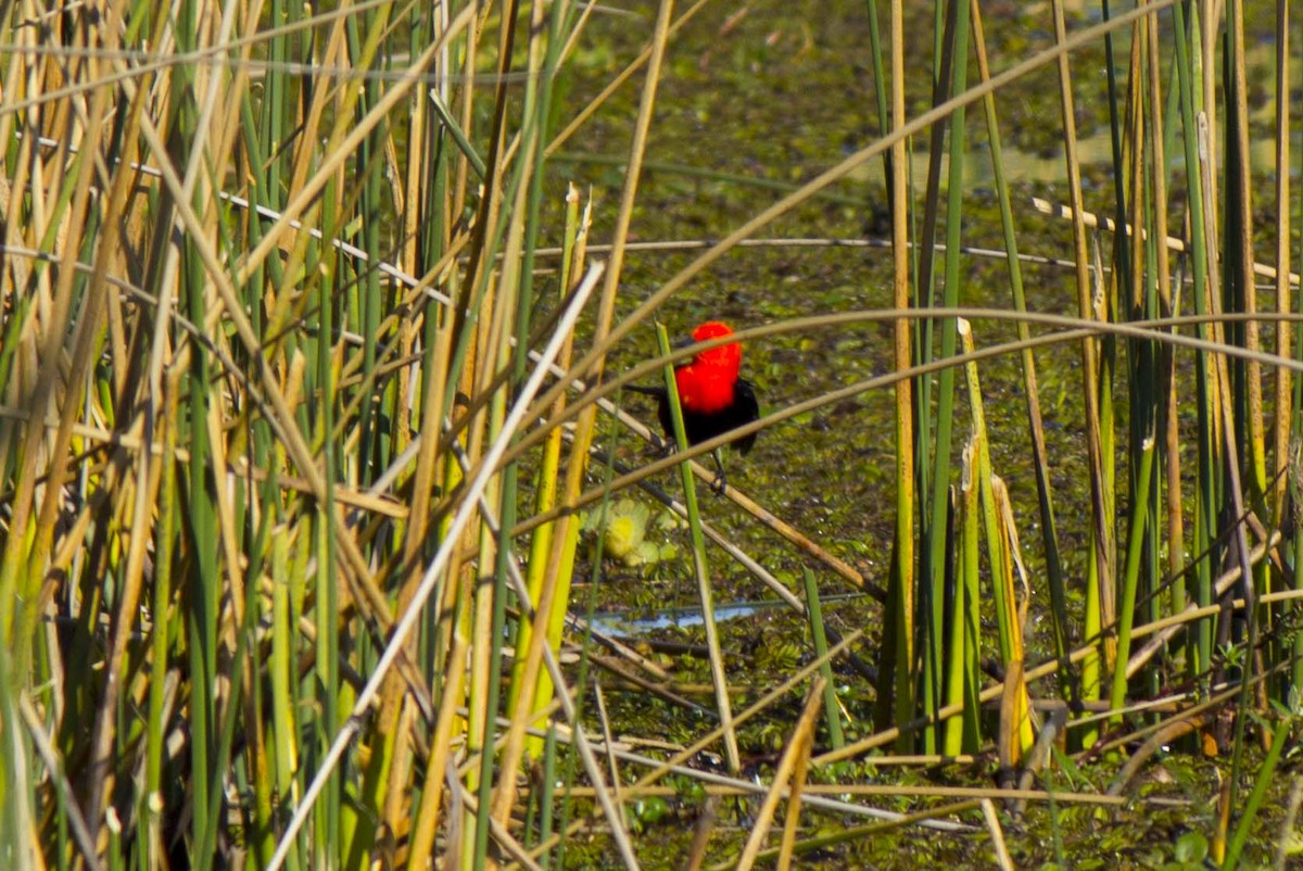 Scarlet-headed Blackbird - ML638015443