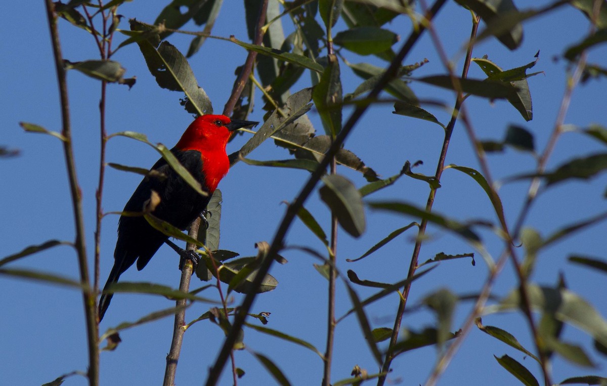 Scarlet-headed Blackbird - ML638015444
