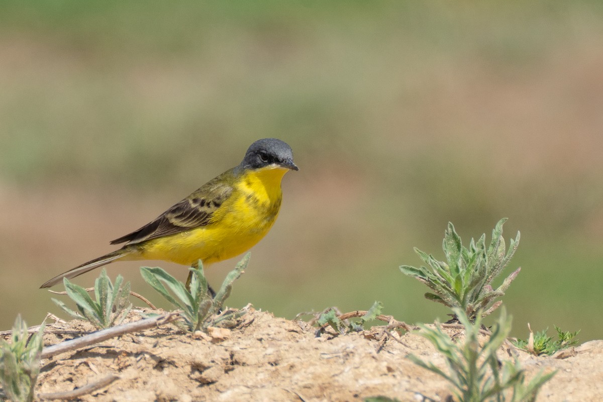 Western Yellow Wagtail (thunbergi) - ML638015497