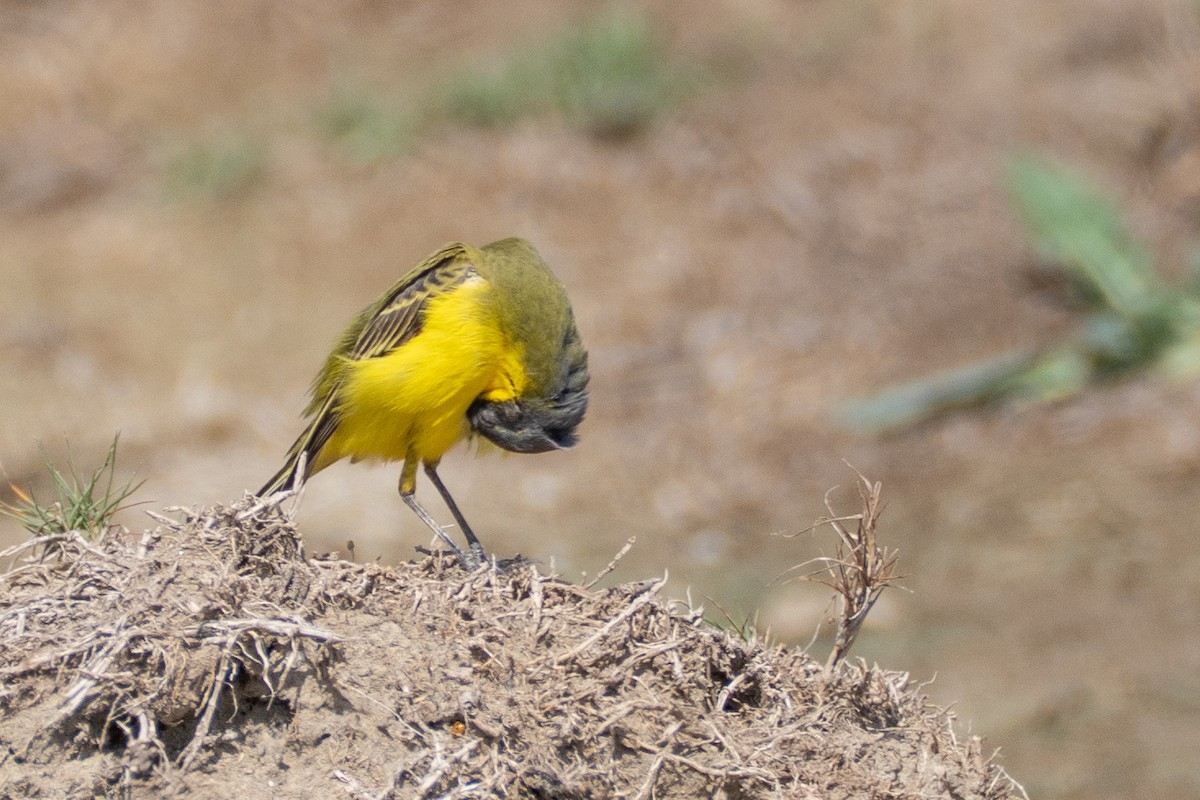 Western Yellow Wagtail (thunbergi) - ML638015498