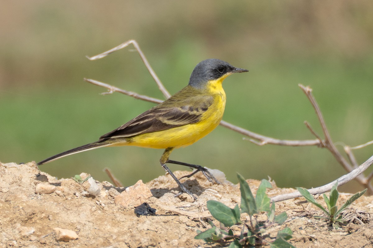 Western Yellow Wagtail (thunbergi) - ML638015500