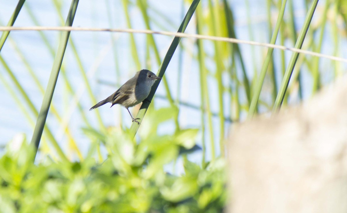 Sooty Tyrannulet - ML638015503