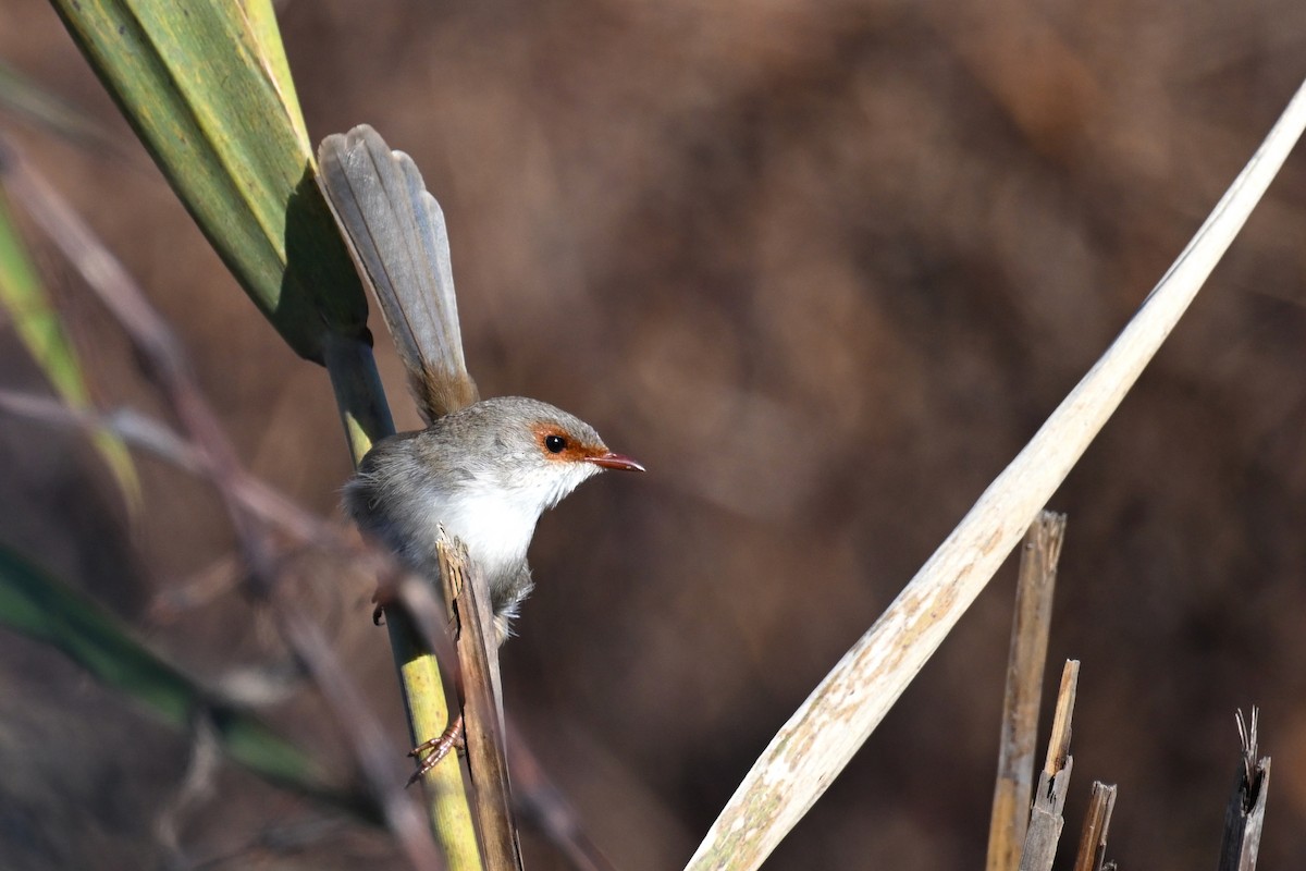 Superb Fairywren - ML638015526