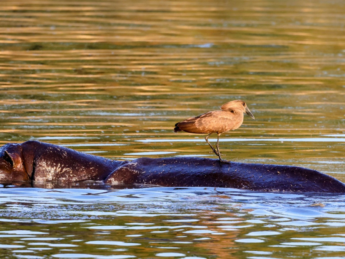 Hamerkop - ML638015532