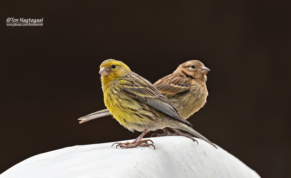 Island Canary - ML638015556