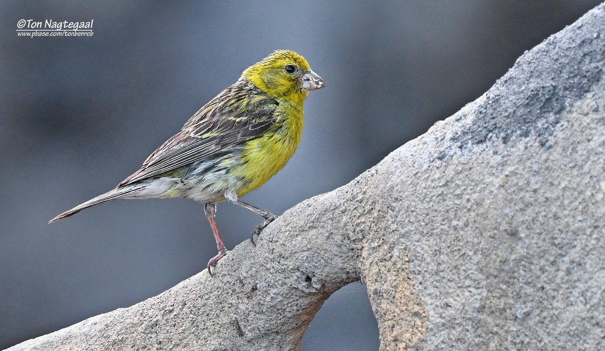 Island Canary - ML638015557