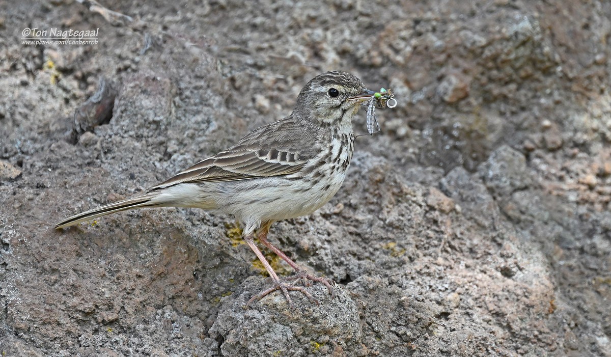 Berthelot's Pipit - ML638015616