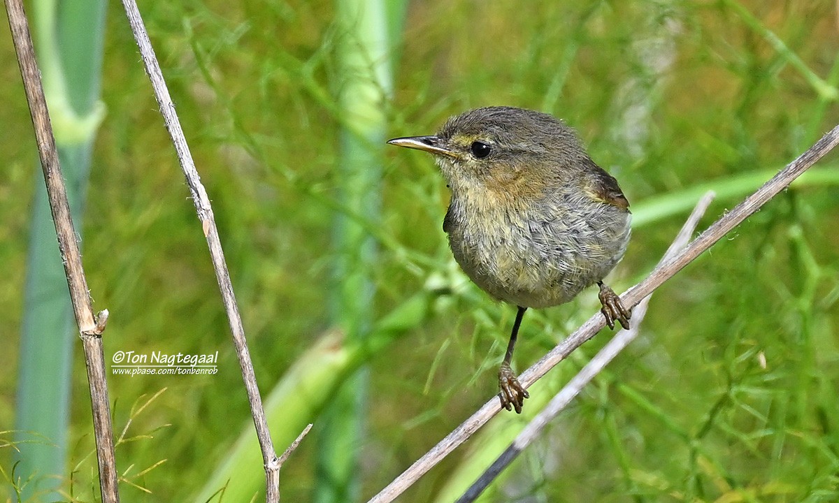Canary Islands Chiffchaff - ML638015644
