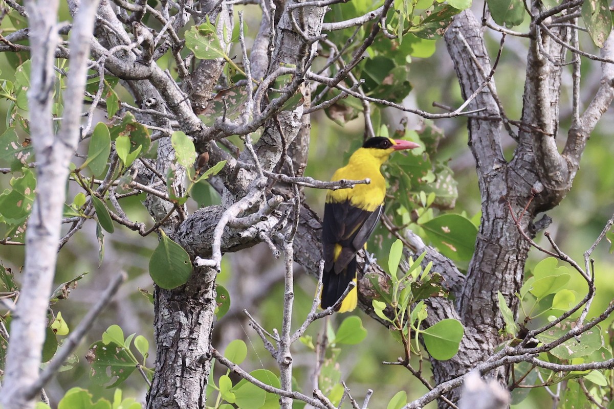 Black-naped Oriole - ML638015661