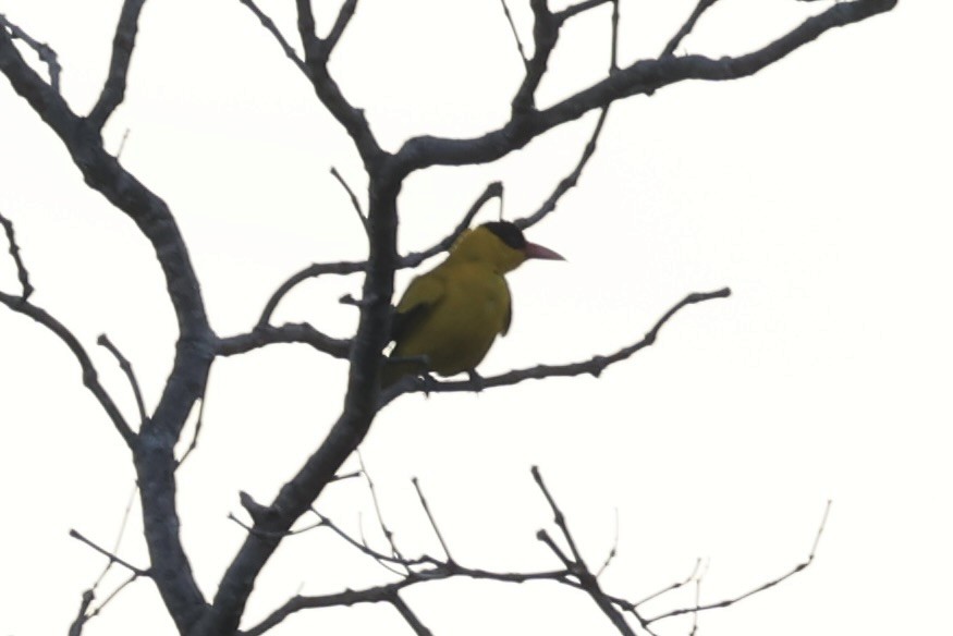 Black-naped Oriole - ML638015662