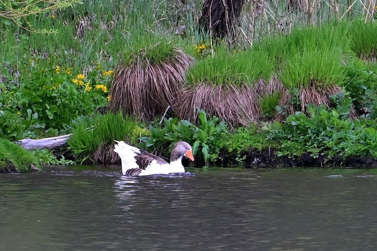 Graylag Goose - ML638015664