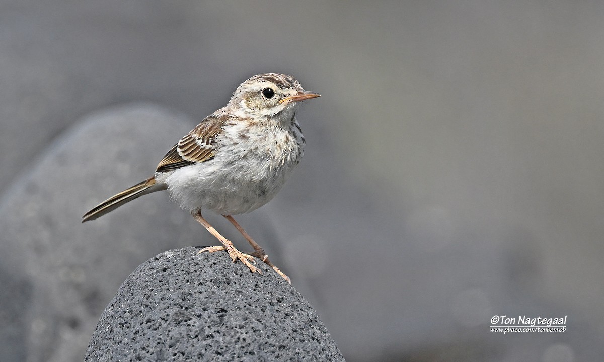 Berthelot's Pipit - ML638015681
