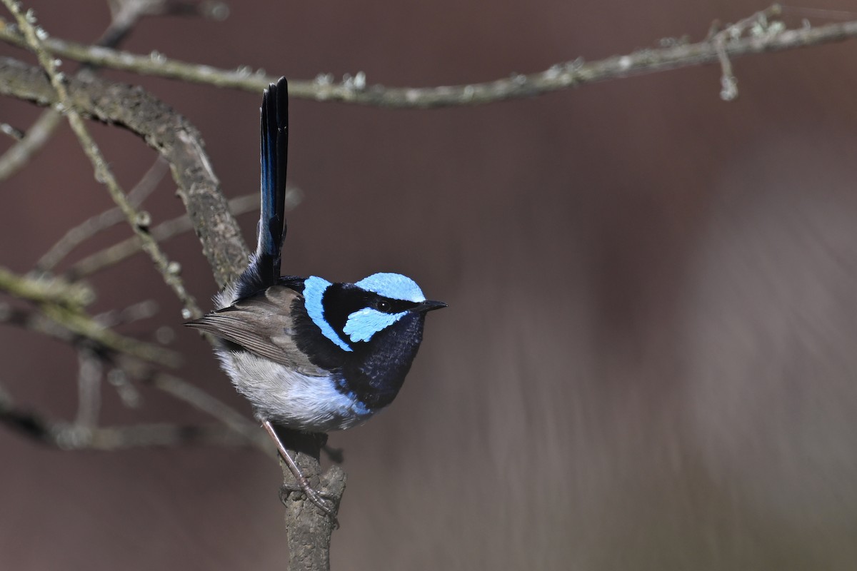 Superb Fairywren - ML638015685